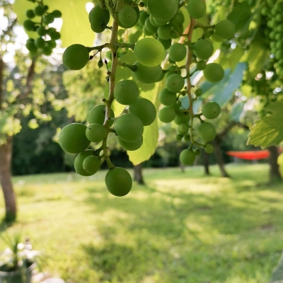 Weinreben am Hof der Sonnen-Oase
